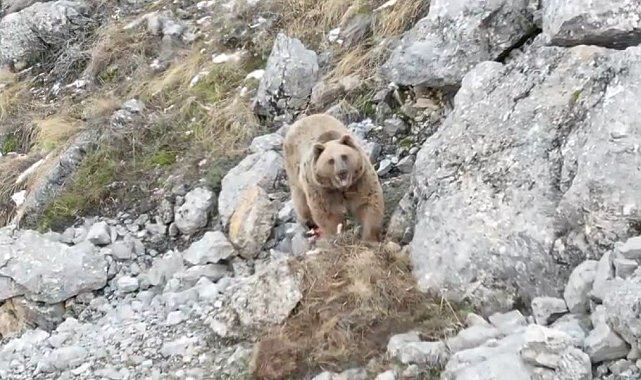 Avladığı hayvanın leşini gömen boz ayı dron ile görüntülendi