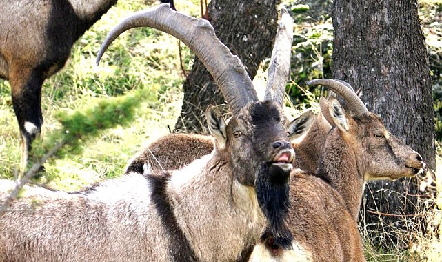 Bakmayın evcil hayvan gibi davrandıklarına, nesilleri aslında koruma altında