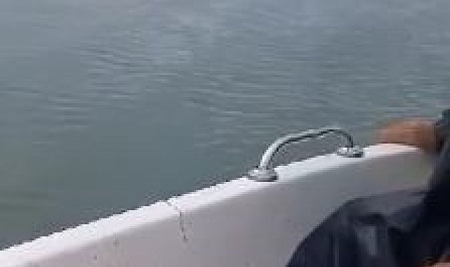 Baraj'da yüzen ayı balıkçılar tarafından görüntülendi