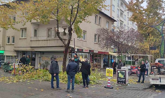 Bingöl'de ağaçlar budanıyor
