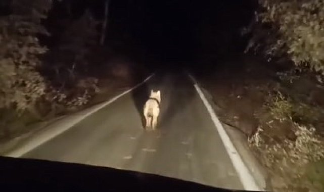 Bingöl'de kurtlar ilçe merkezinde görüntülendi