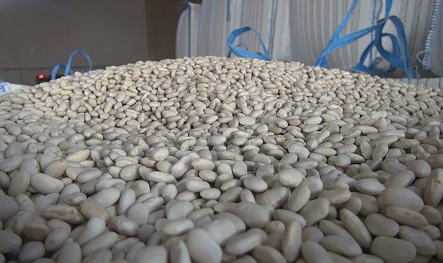 Bitlis, tohumluk kuru fasulye üretiminde Türkiye birincisi oldu