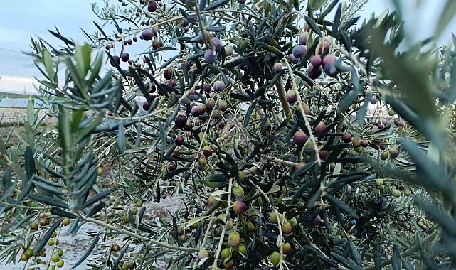 Deneme amaçlı ektiler, bol verimle mutlu oldular