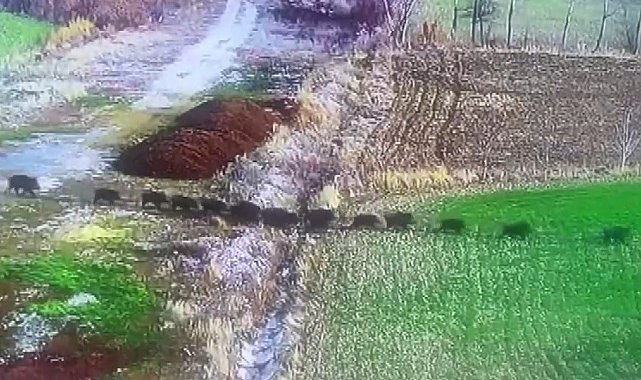 Domuz sürüsü güvenlik kamerasına yansıdı