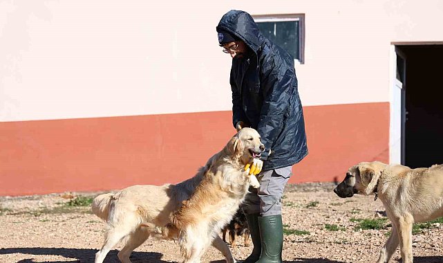 Elazığ Belediyesi'nin yeni hizmetiyle artık hayvan sahiplenmek daha kolay