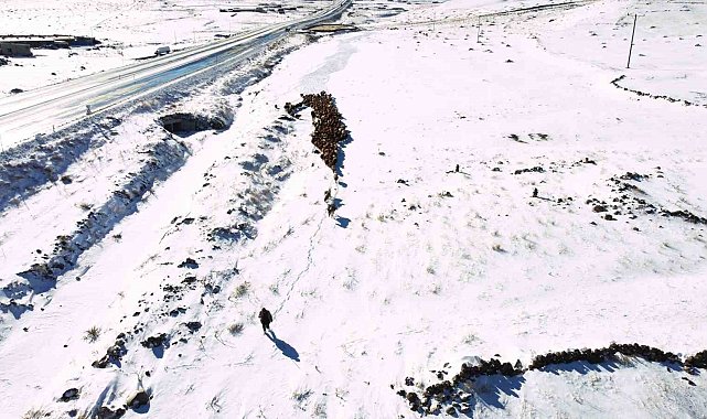 Iğdır'da kar yağışı sonrası hayvan sürülerinin zorlu kış dönüşü başladı