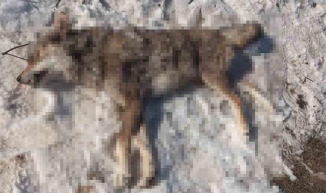 İlçeye inen kurdu çoban köpekleri boğdu