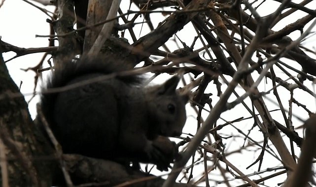 Kar yağmayınca bu sene yaban hayvanlarının uykusu kaçtı