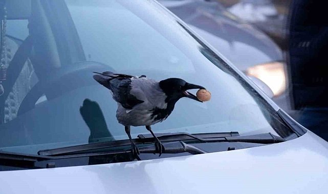Kargaların ceviz merakıyla baş edemeyen esnaf, çözümü günde 1 kilo ceviz bırakmakta buldu