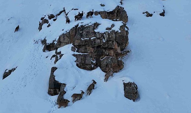 Karla kaplanan Munzur Dağlarında sürü halindeki yaban keçileri havadan görüntülendi