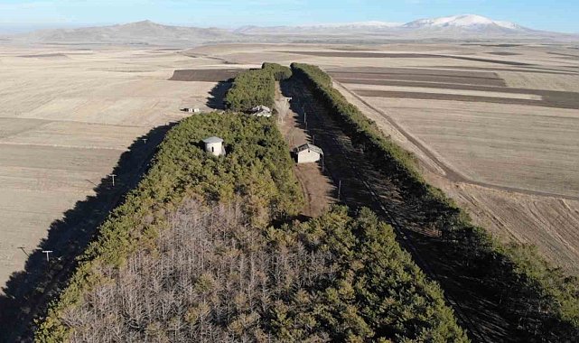 Kars'ta tarihi tren istasyonundaki çam ağaçları kuruyor