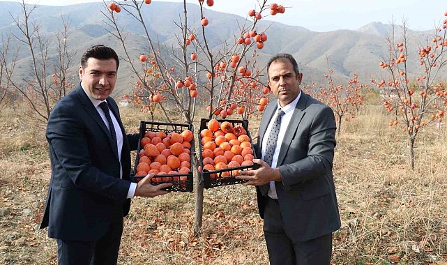 Keban'da Trabzon Hurması hasadı yapıldı