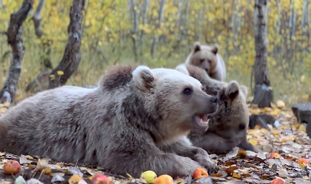 Kış uykusuna yatmayan ayılar bilim insanlarını endişelendiriyor