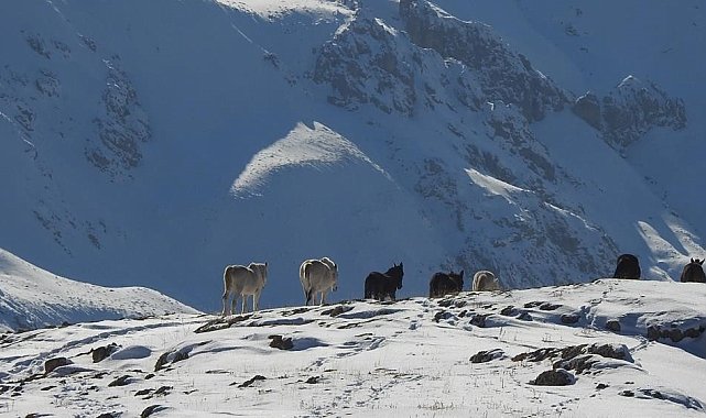 Munzur Dağlarının bir başka güzellikleri: "Yılkı atları"