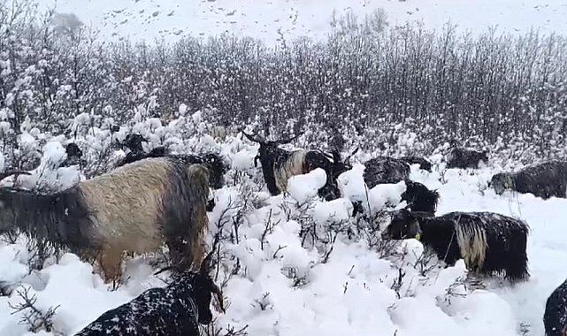Muş'ta kar yağışına hazırlıksız yakalanan besiciler zor anlar yaşadı