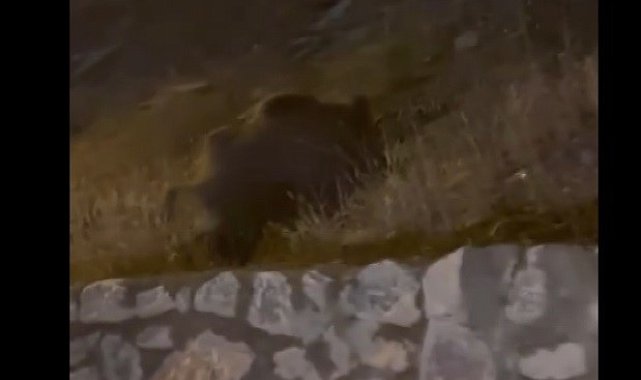 Muş'ta yaban domuzları şehir merkezine indi