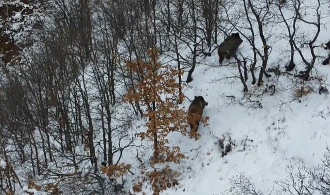 Ormanın karlı arazisinde yiyecek arayan 2 domuz dronla görüntülendi