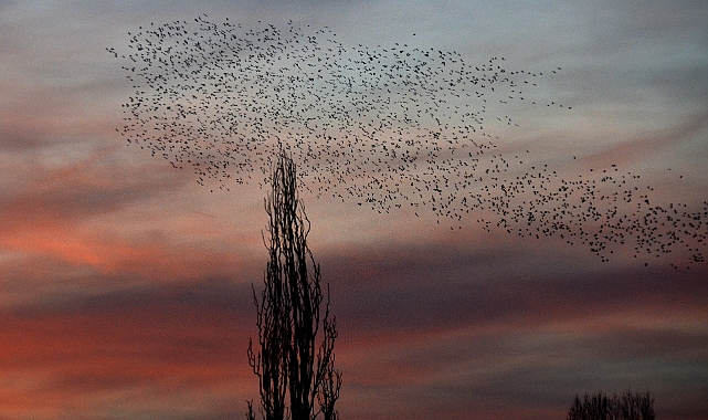 Sarıkamış'ta gün batımında "kuşların dansı" görüntülendi