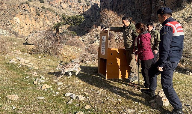 Sarıkamış'ta vaşak yavrusu doğaya salındı