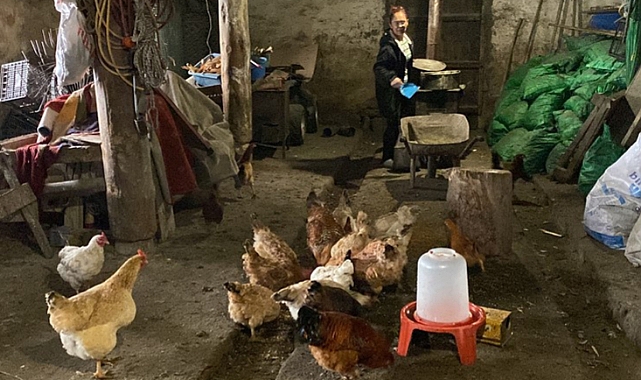 Tavuklarını özel karışım ile besliyor