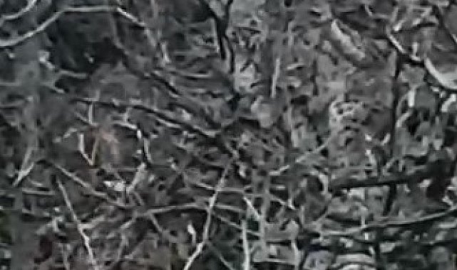Tunceli'de kırmızı listede yer alan 2 vaşak görüntülendi