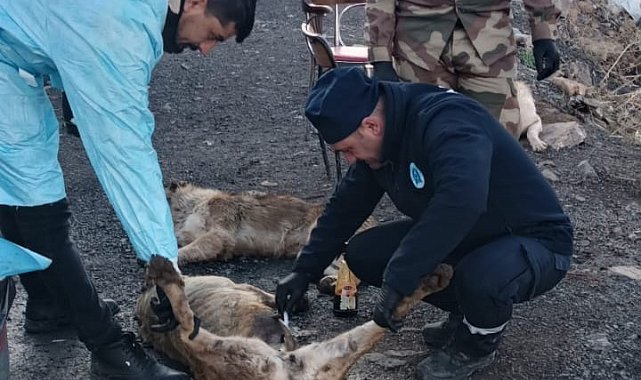 Üs bölgelerindeki can dostlar sağlık taramasından geçirildi