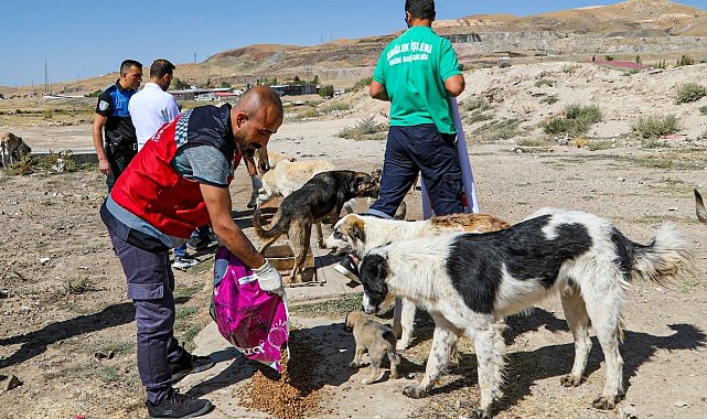 Van'da bir yılda 10 bin 595 sokak hayvanı tedavi edildi