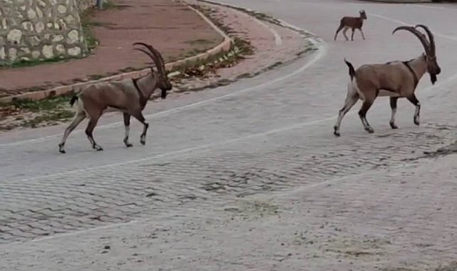 Yaban keçileri şehir merkezine indi