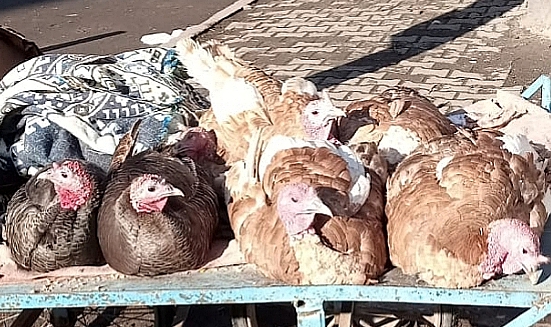 Yılbaşı hindileri alıcılarını bekliyor