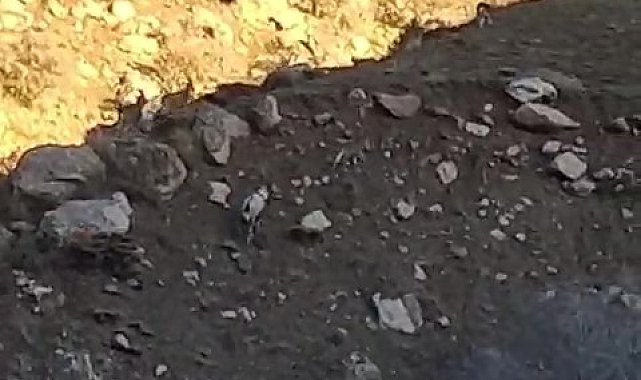 Yüksekova-Van karayolunda sürü halinde dağ keçisi görüntülendi