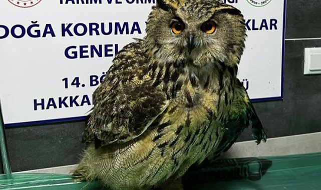 Yüksekova'da yaralı bulunan baykuş tedavi altına alındı