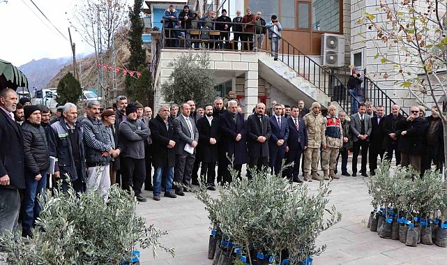 Ayvalı Mahallesi'nde 2 bin 600 zeytin fidanı dağıtıldı