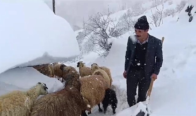 Bahçesaray'da hayvanların tünelli geçişi