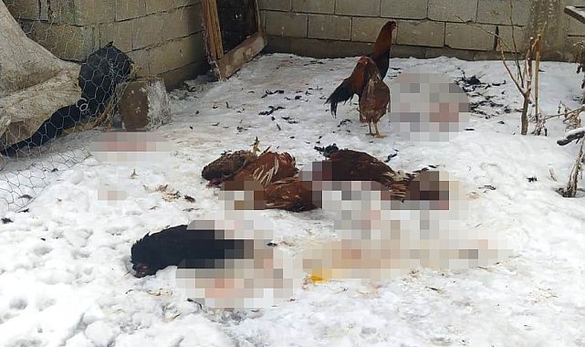 Başıboş köpeklerin saldırdığı kümes hayvanları telef oldu
