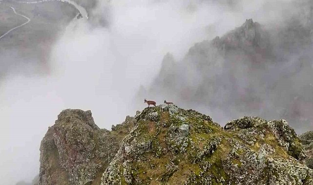 Belgeselleri aratmayan görüntüler Erzincan'da çekildi