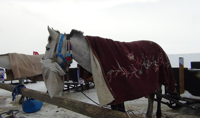 Çıldır'da kızak atlarına battaniyeli koruma