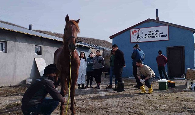 Cirit atları sağlık taramasından geçti