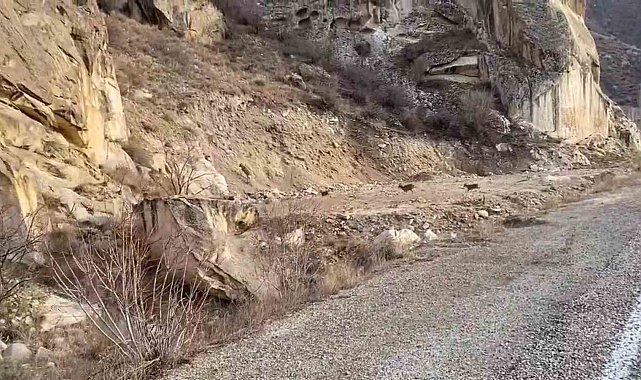 Dağ keçileri yol kenarına indi