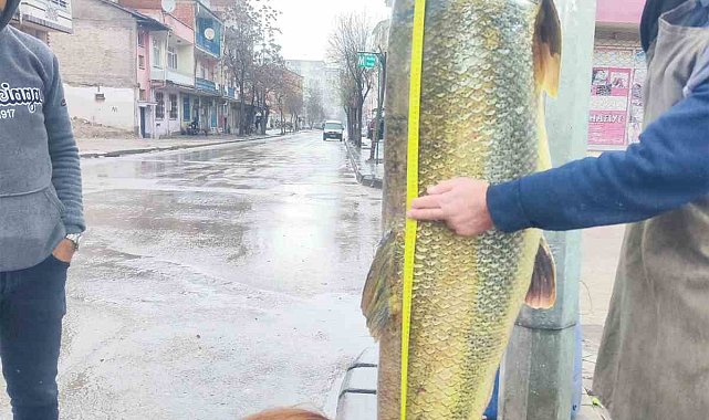 Elazığ'da ağa takılan yaklaşık 2 metrelik dev turna şaşırttı: tam 28 yaşında