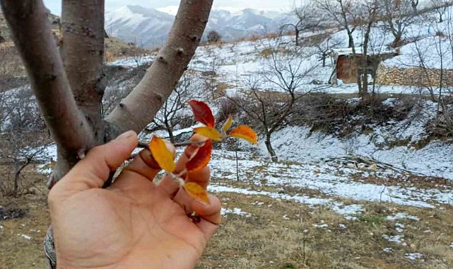 Elazığ'da elma ağacı mevsimleri şaşırdı, kış ayında yaprak verdi