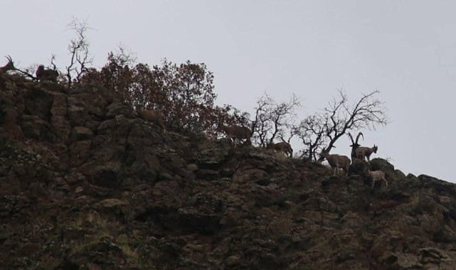 Elazığ'da yaban keçisi envanter çalışması yapıldı
