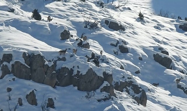 Erzincan'da karlı dağları aşarak göç yoluna koyulan dağ keçileri görüntülendi