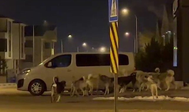 Erzurum'da başıboş köpeklerin korkutan görüntüleri
