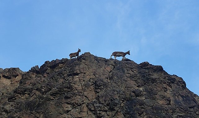 Erzurum'da dağ keçileri görüntülendi