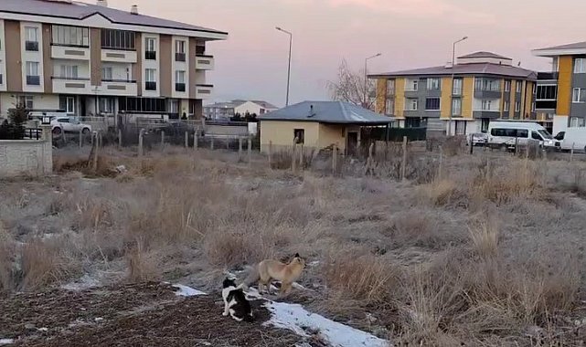 Erzurum'da tilkiler mahallelere dadandı