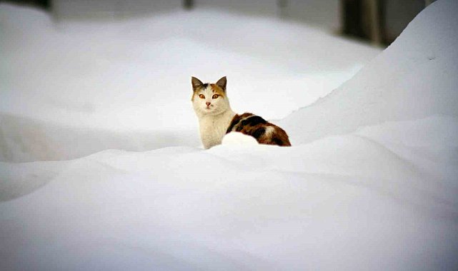 Gezgin öğretmenin kadrajından kar manzaraları