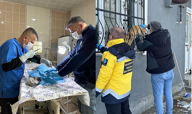 Hakkari'de sahipsiz kediler tedavi altına alındı