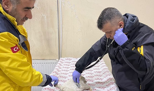 Hakkari'de sokak hayvanlarına şefkat eli