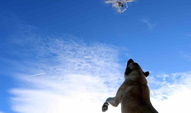 Havadaki droneyi yakalamaya çalışan köpek ilginç görüntü oluşturdu