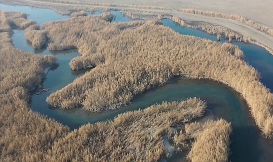 Iğdır'daki sulak alan göçmen kuşların sığınağı oldu